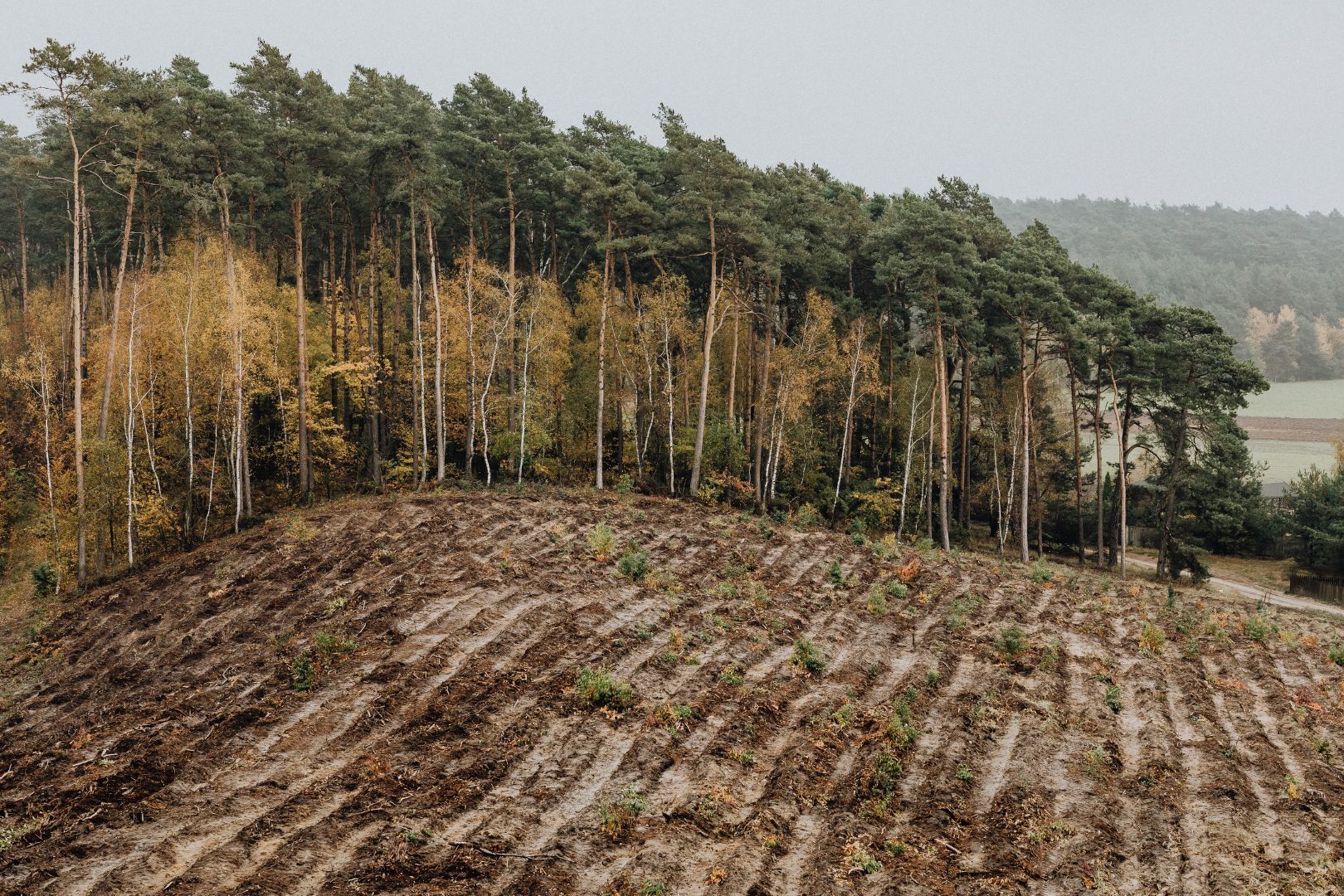 EUDR: la Roadmap in 5 fasi per supply chain deforestation-free